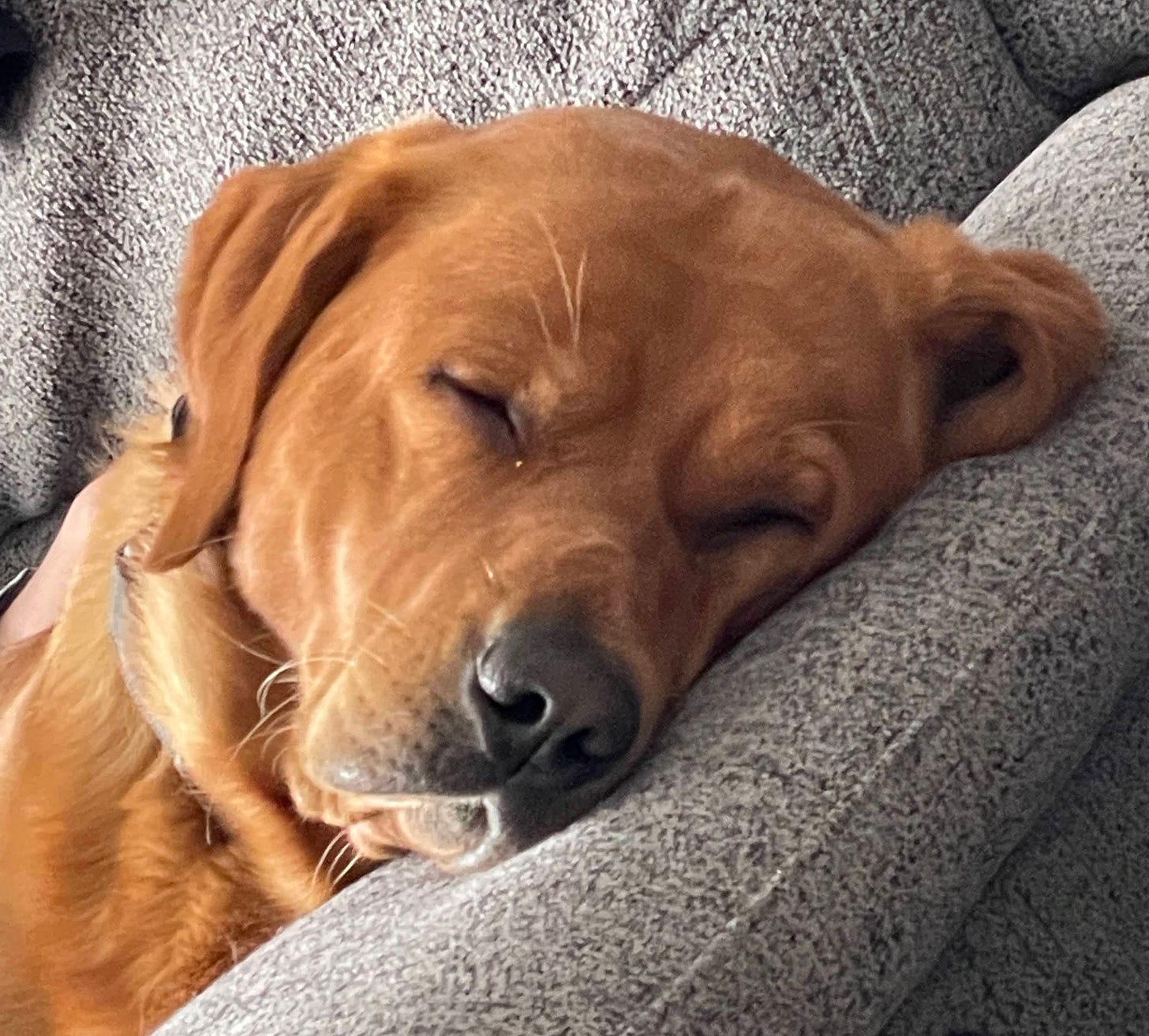 A sleeping dog
