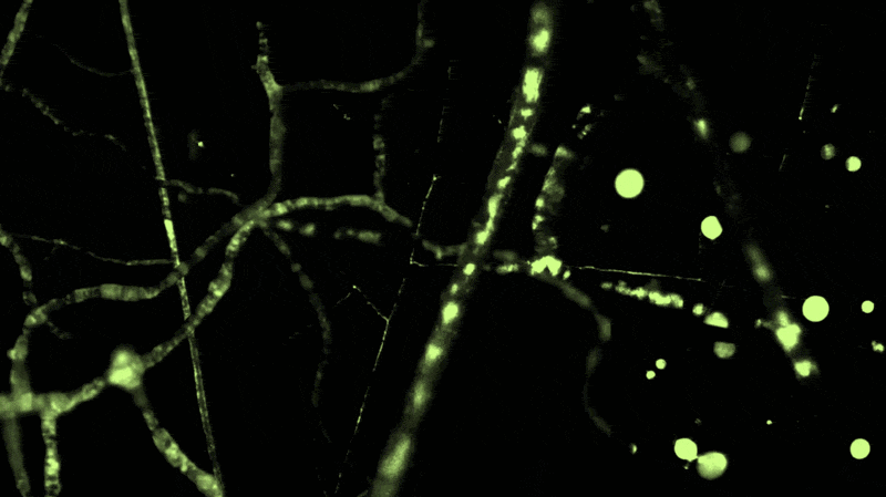 Glowing green neural or fungal networks with scattered bright spots are visible against a black background.