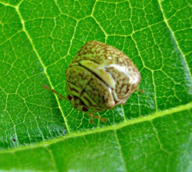 Vivid Vivid nature photography ladybug on leaf
