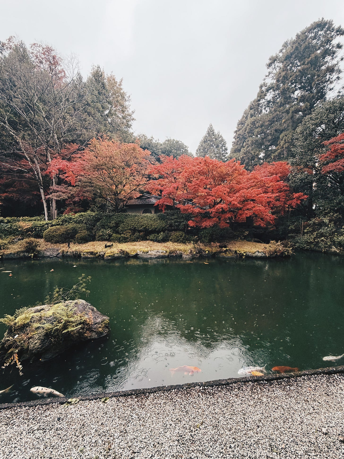 Red maple trees reflecting in pond at Kyoto garden and tea house during autumn foliage season Red maple trees reflecting in pond at Kyoto garden and tea house during autumn foliage season