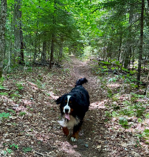 Photos of Otto, a Bernese Mountain Dog, and the Gale River in New Hampshire.