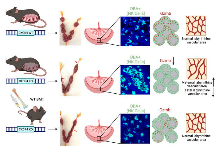 graphical abstract