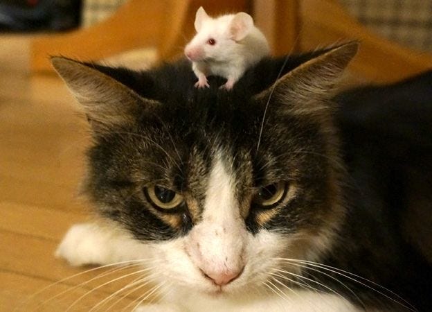 Mice 'can lose innate fear of cats' - BBC News