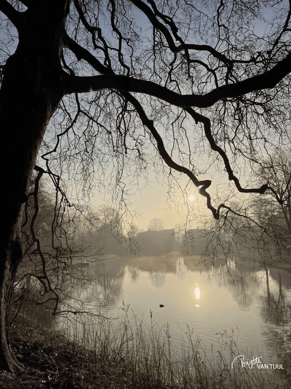 Misty sunrise with pond and tree. Misty sunrise with pond and tree.