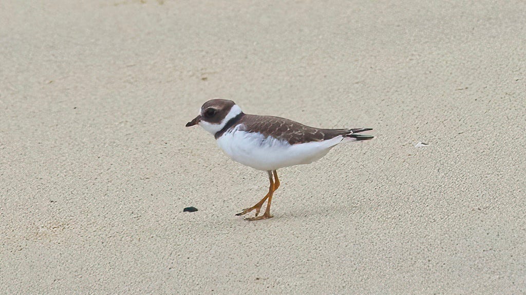 Semipalmated Plover