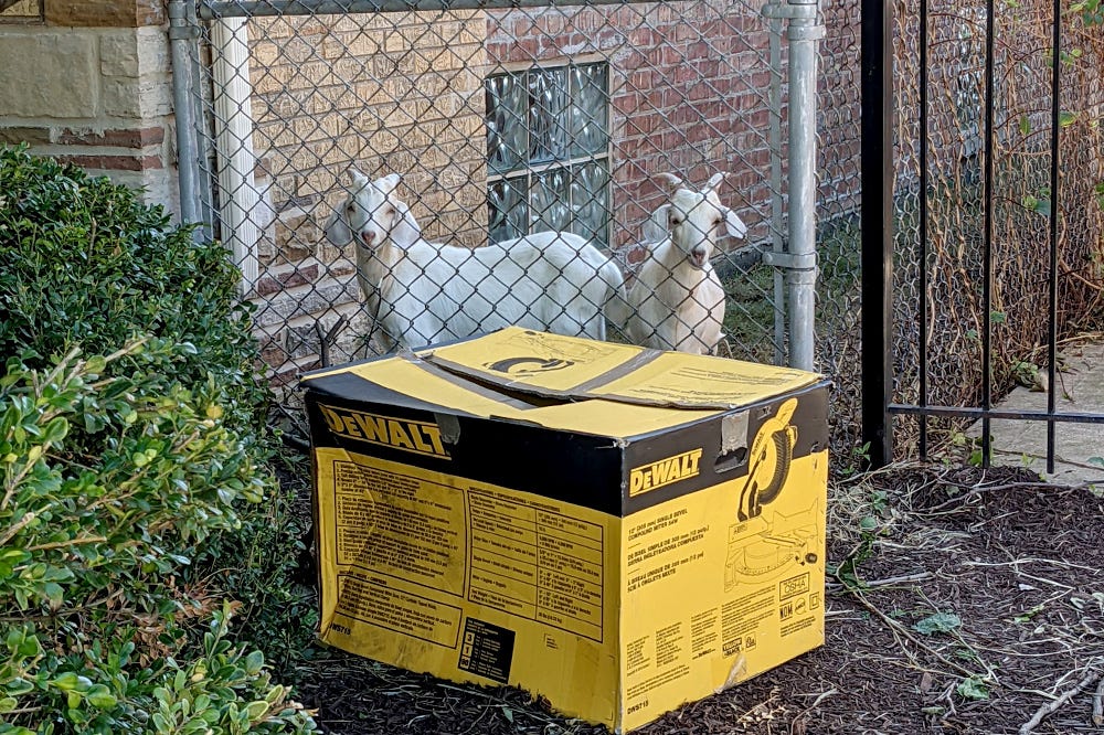 Two white goats stare out from behind a fence