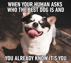 DOGS | PUPPIES | MEMES | 🐶😜 Share with your person ❤️ #dogmemes  #idogsplanet #funnydogs #dogsofinstagram | Instagram