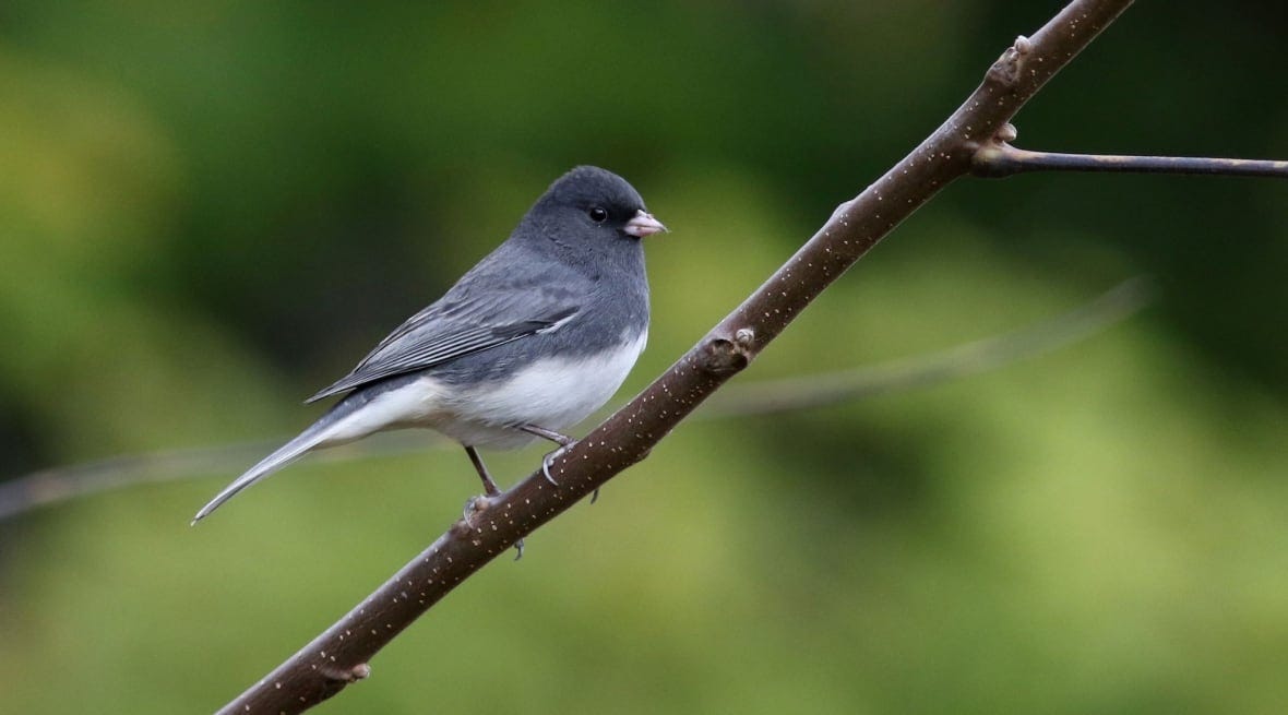 Dark-eyed junco perched on a branch.