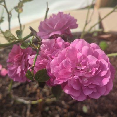 Yellow and Pink Roses