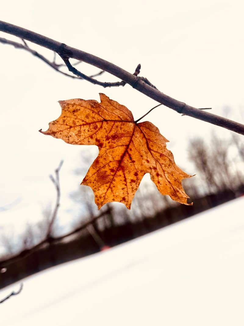 A leaf is hanging from a tree branch