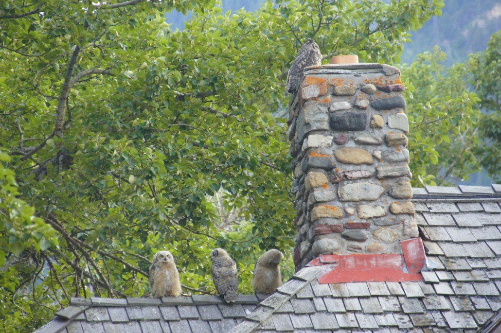 A mother owl hangs with her three owlets (<--technical term). She was training them how to hunt.