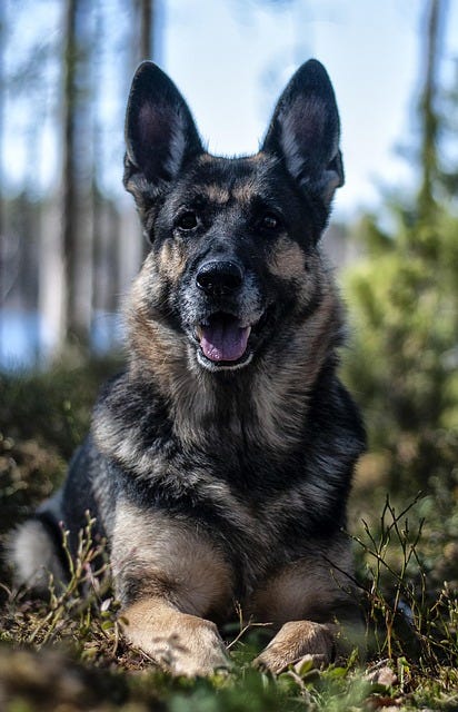 Free Dog German Shepherd photo and picture