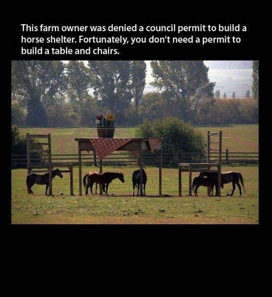 May be an image of horse and text