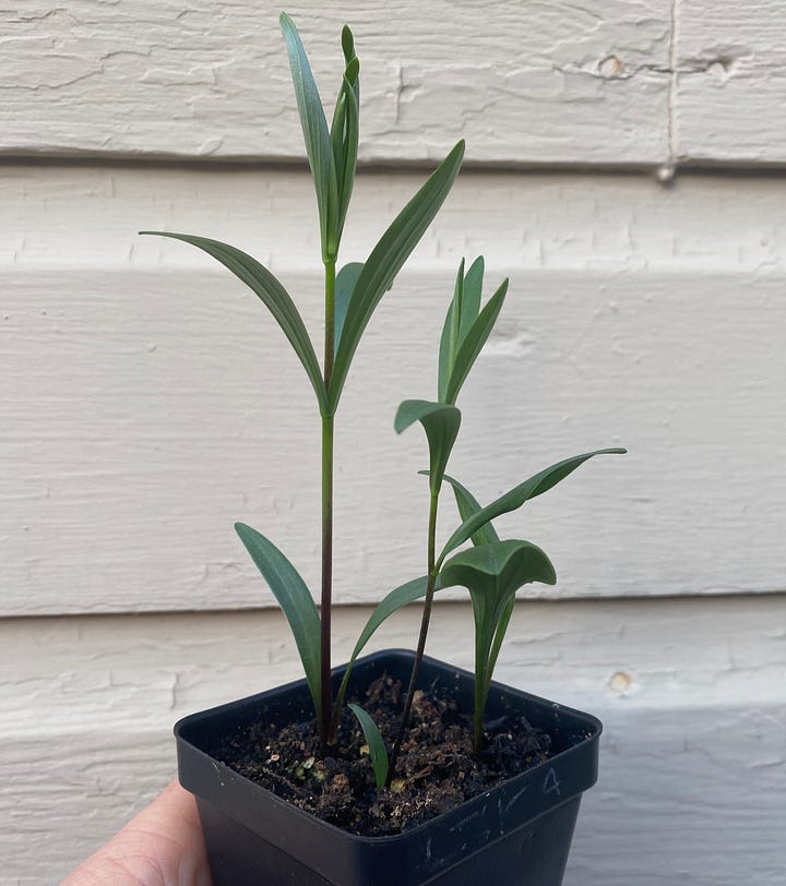 Two photos of Michigan lily (Lilium michiganense) seedlings at before and after chilling.