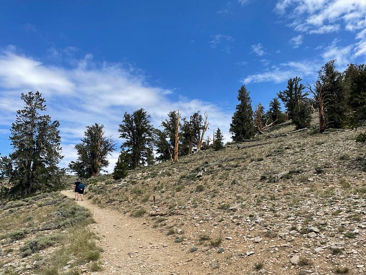 Four photos from our trip to the Ancient Bristlecone Pine Forest, depicting twisted pines, amazing view, and flowers.