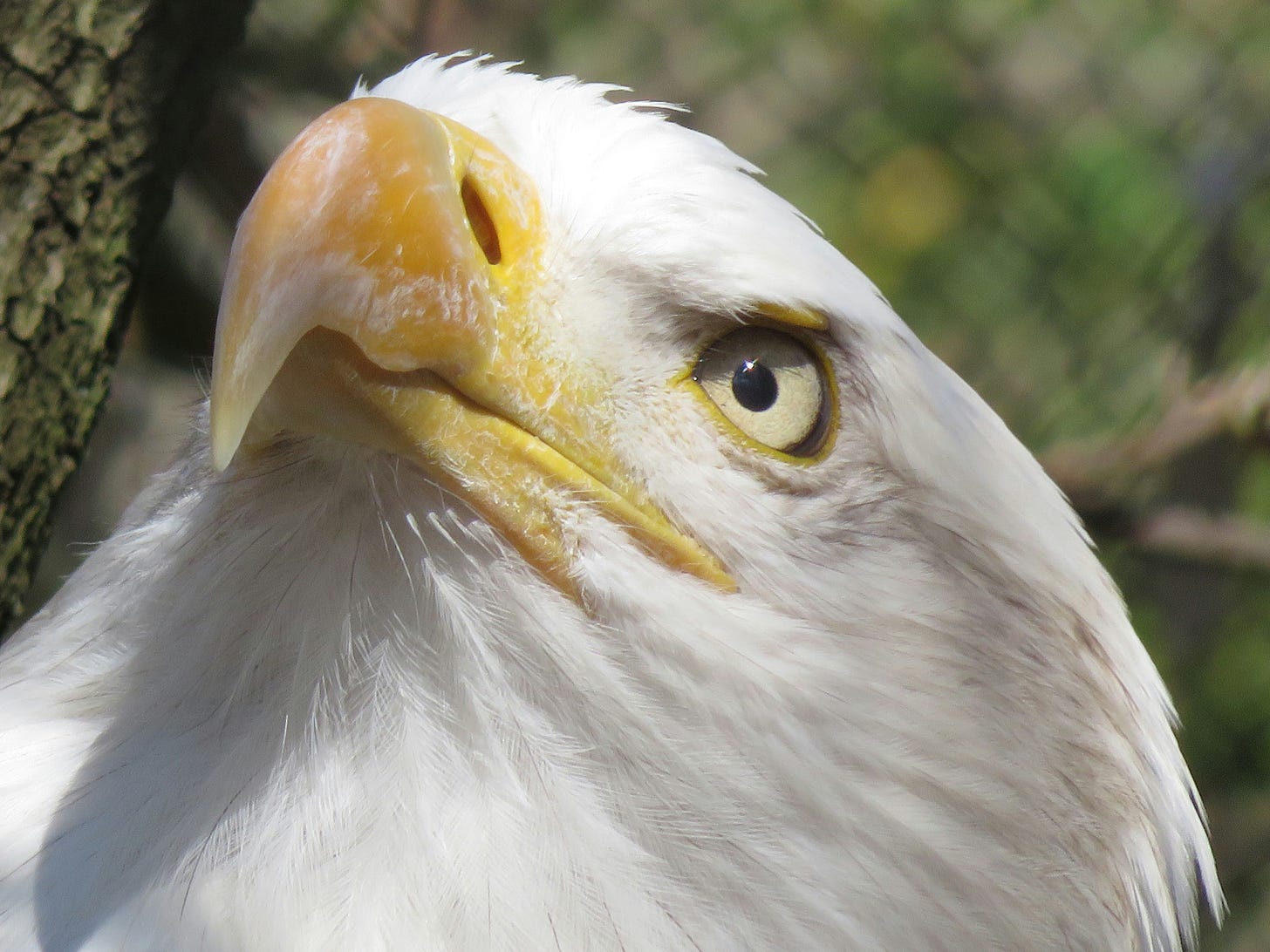 Close-up shot of a bald eagle, with snowy white face feathers, yellow beak, and a bright golden iris. Close-up shot of a bald eagle, with snowy white face feathers, yellow beak, and a bright golden iris.