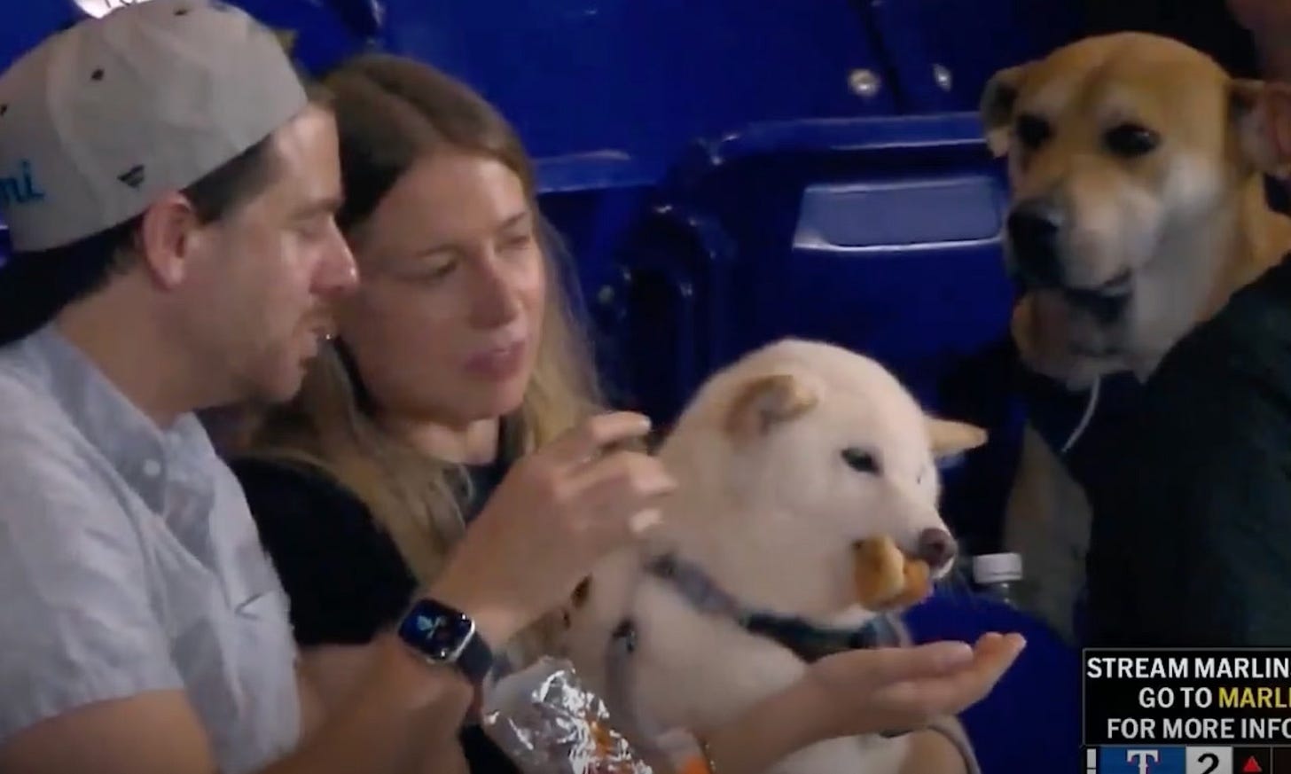 Two people holding their dog at a ballpark, feeding him a hot dog, while another dog in the corner looks on very forlornly Two people holding their dog at a ballpark, feeding him a hot dog, while another dog in the corner looks on very forlornly