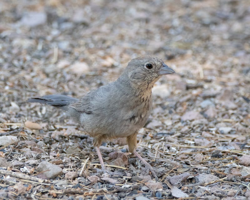 20250430-Chiricahuas-1156-Edit.jpg 20250430-Chiricahuas-1156-Edit.jpg