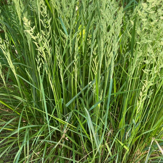 Richard Peter Visser