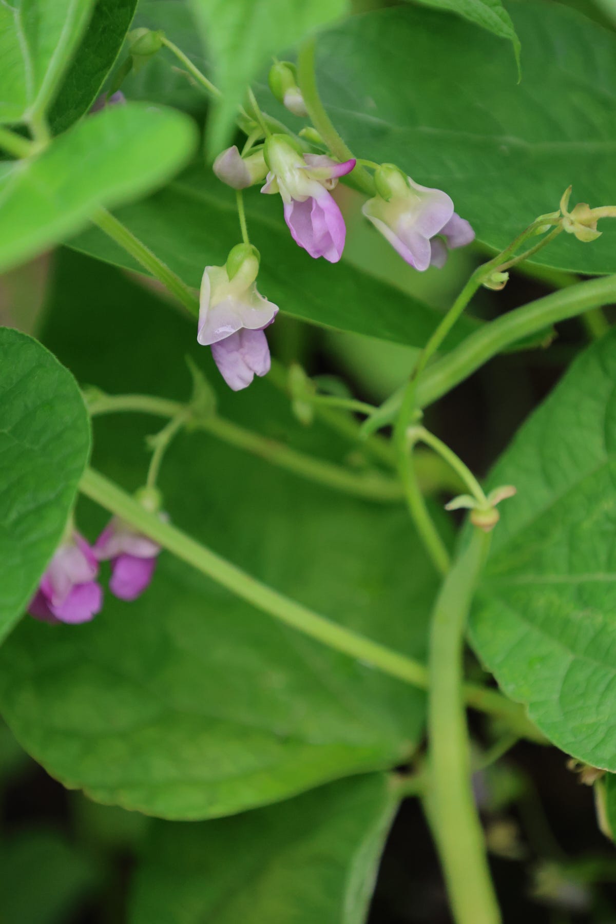 a bean plant with blossoms and a bean growing
