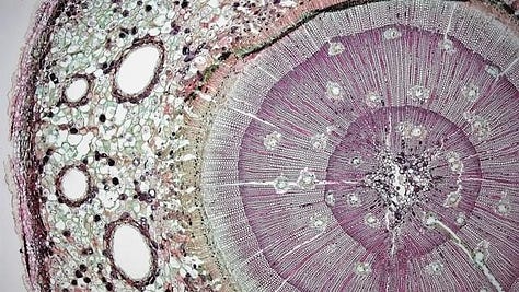 Three images of human cells taken with a microscope, each revealing a different intricate design, not unlike the galaxy images