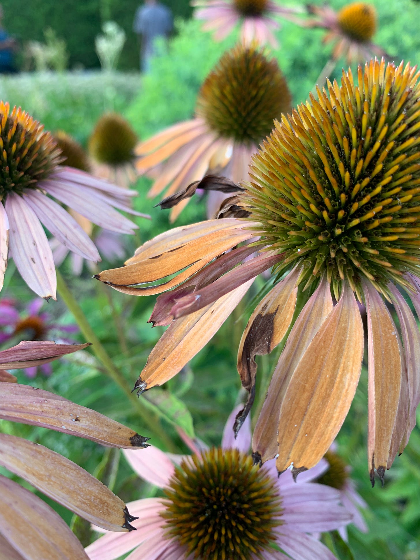 A close-up image of some light pink coneflowers. The composition breaks all the rules of good photography, and most of the flowers are blurry, but the wilting and beautiful petals of one coneflower are sharply in focus. A close-up image of some light pink coneflowers. The composition breaks all the rules of good photography, and most of the flowers are blurry, but the wilting and beautiful petals of one coneflower are sharply in focus.