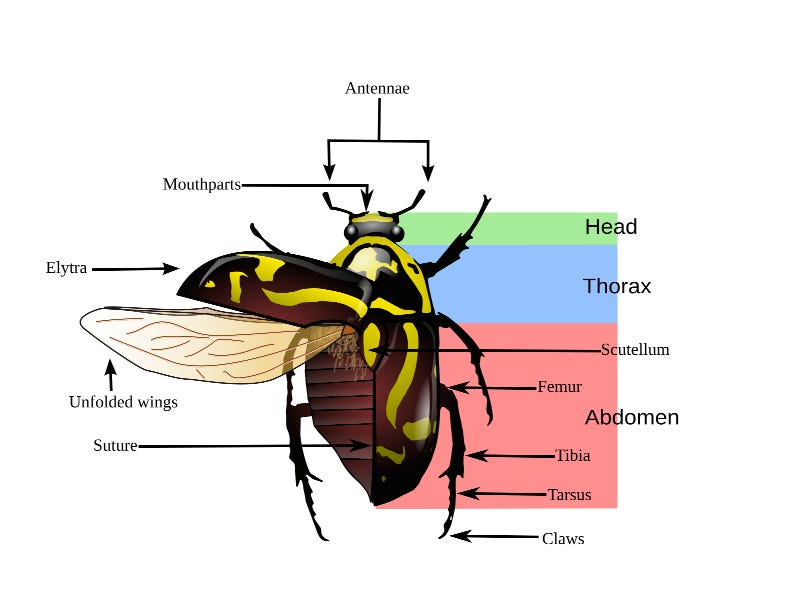 Fiddler beetle morphology diagram Fiddler beetle morphology diagram