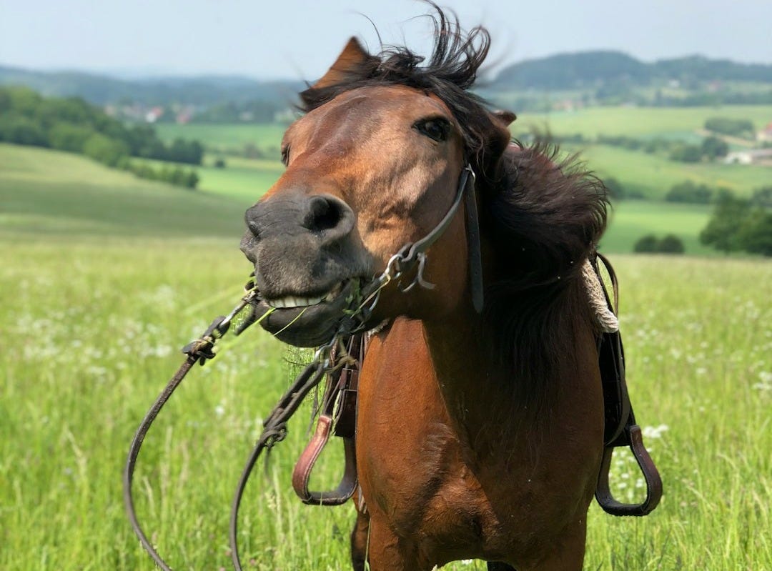 brown horse standing on grassland