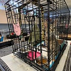 Almost Home Humane Society: ‘We’re still here’