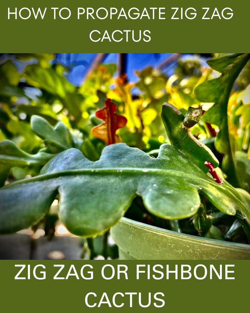 Image of zig zag cactus to demonstrate what they look like for the blog post titled How to Propagate Zig Zac Cactus Image of zig zag cactus to demonstrate what they look like for the blog post titled How to Propagate Zig Zac Cactus