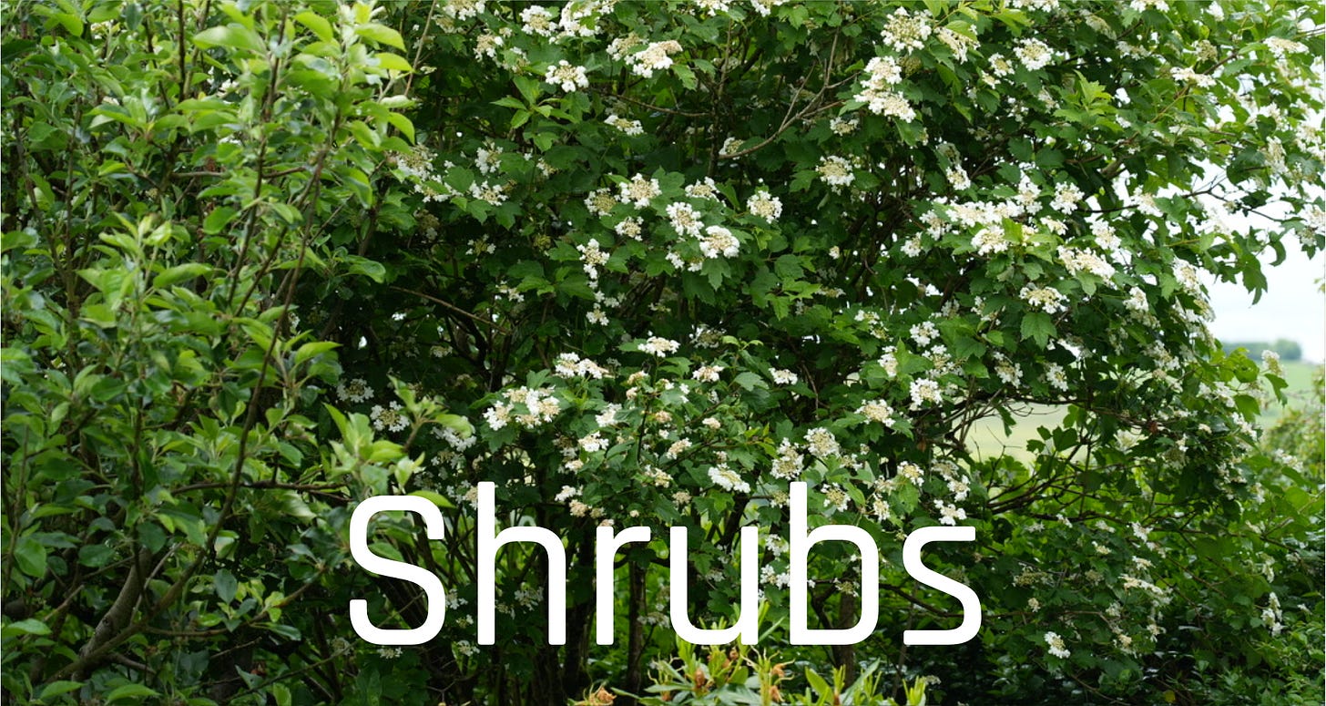 Wild shrub plants native wildflowers
