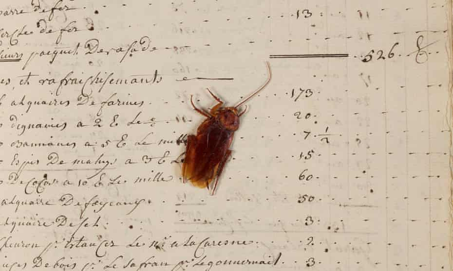 The cockroach seen on the original accounts book The cockroach seen on the original accounts book