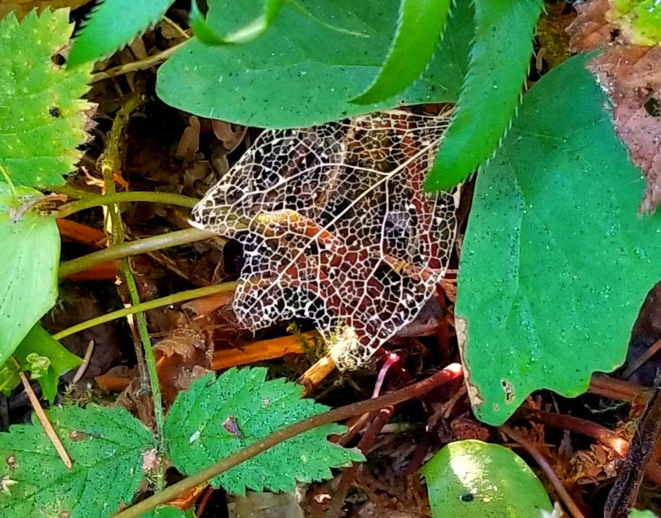A lacey leaf is centered among various types of green leaves, brown and green sticks and branches around