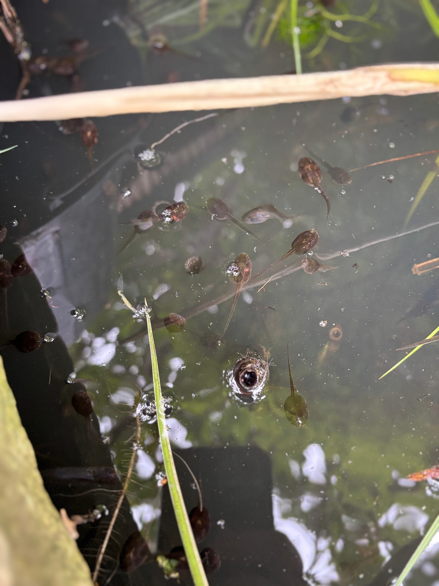 In the middle of the image, tadpoles float at awkward angles in greying pond water