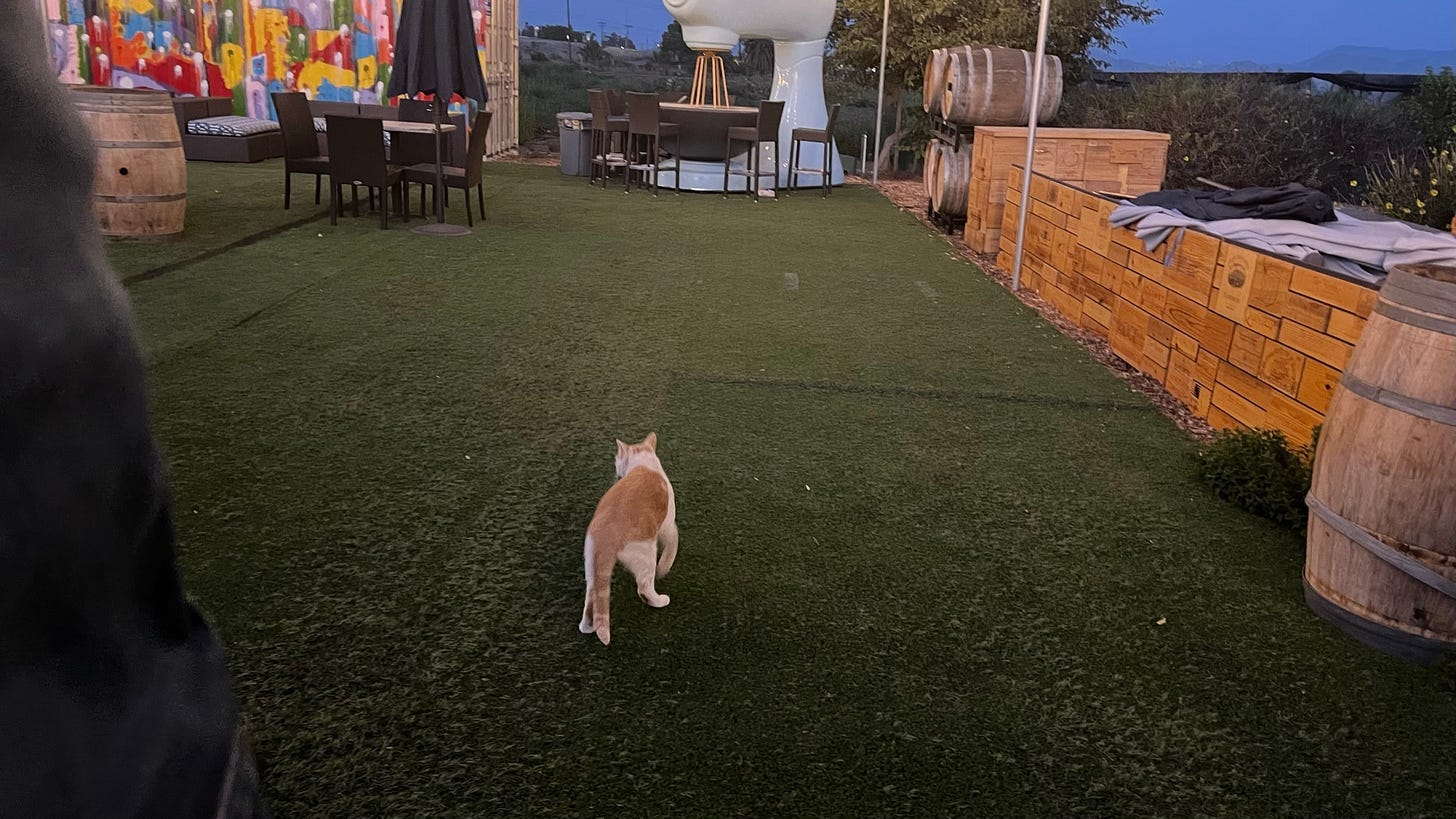 A barn cat walks across the wedding venue, inspecting.