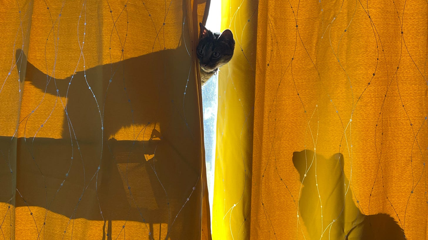Two cats in backlit shadow behind yellow curtains. Cat 1 is peaking out in a Simba like Lion King pose. Cat 2 is below and looking up at cat 1. Two cats in backlit shadow behind yellow curtains. Cat 1 is peaking out in a Simba like Lion King pose. Cat 2 is below and looking up at cat 1.