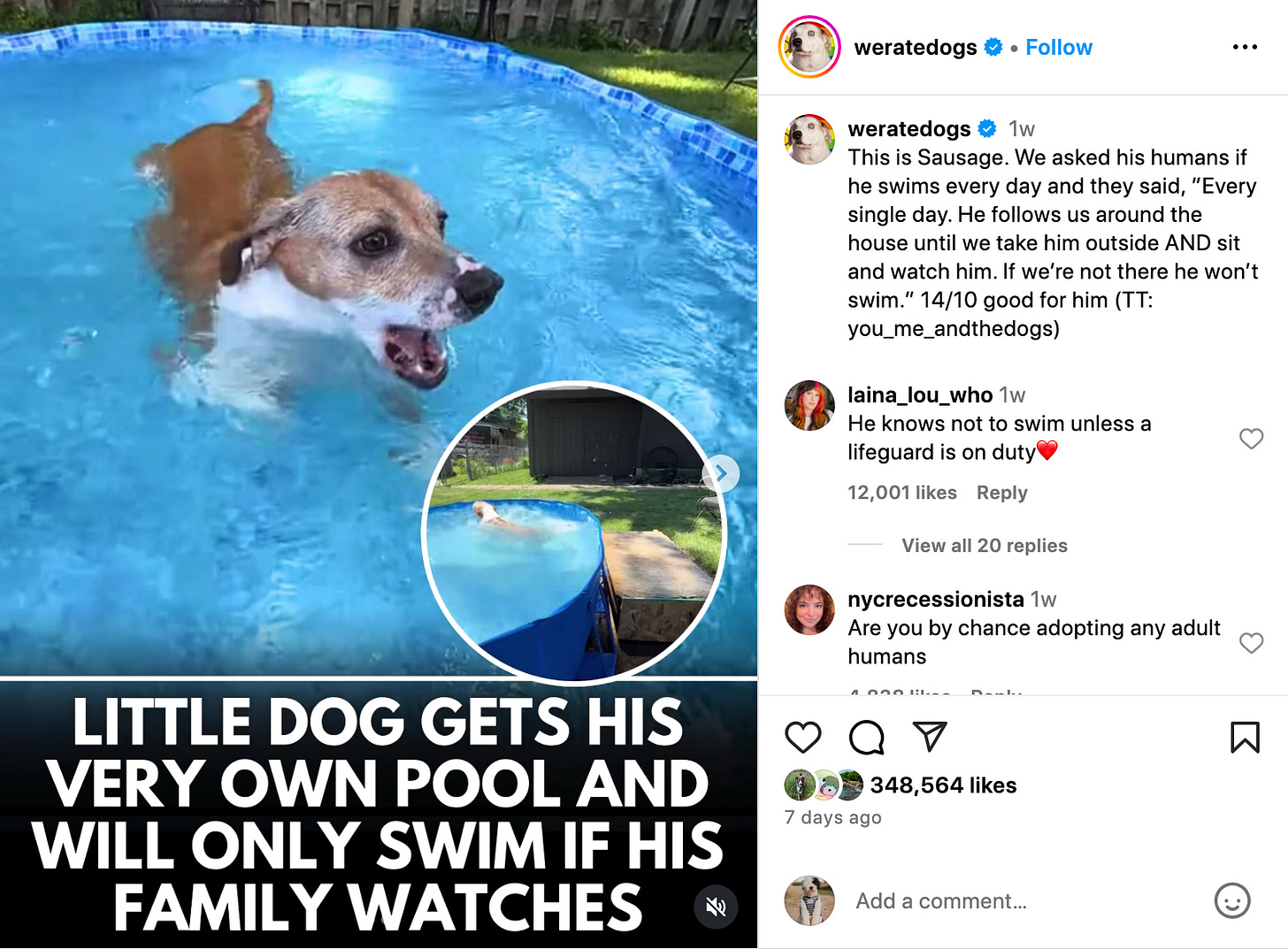 post from @weratedogs about sausage the dog in his swimming pool