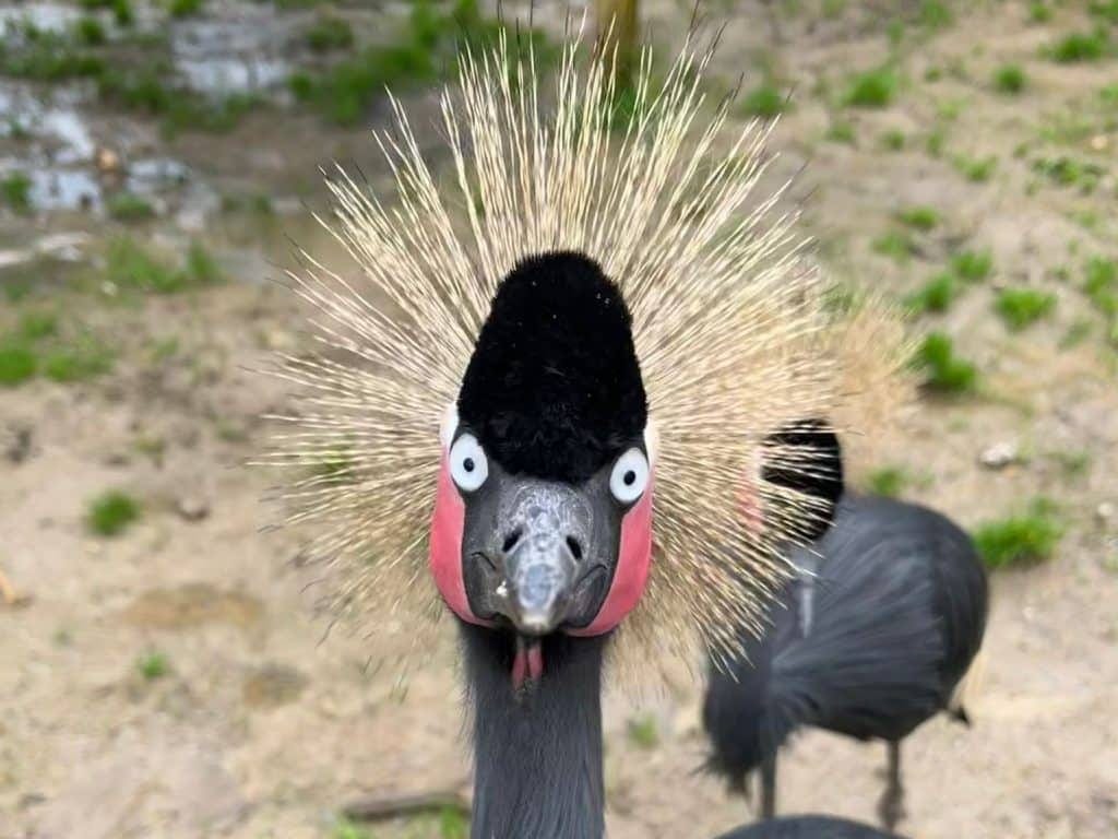 Crowned crane Dan Trevelyan
