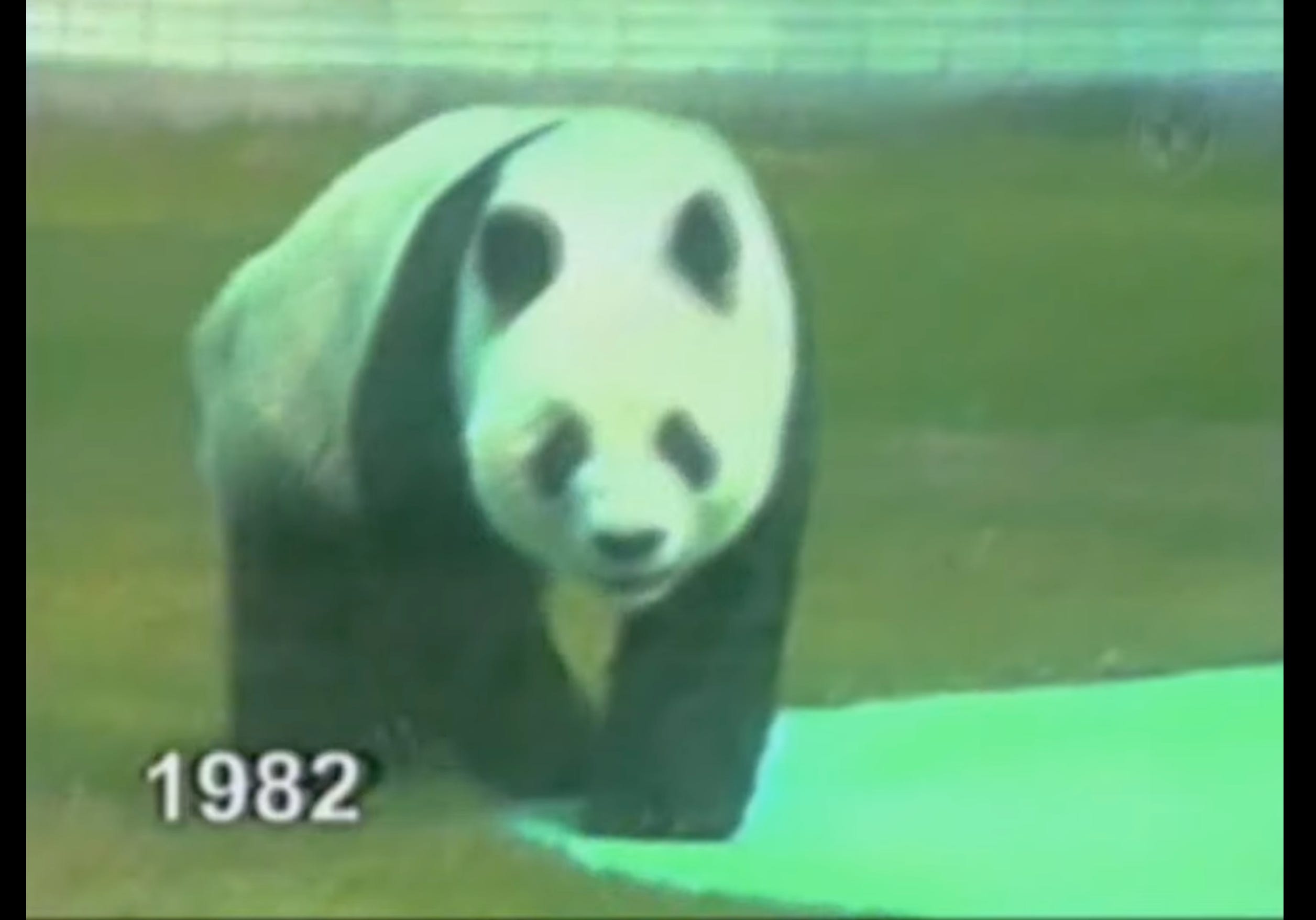 Meeting Mexico's last panda and postponing the final goodbye