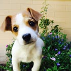 A Whackadoodle Truth: You don't train the dog, you train the dog trainer.