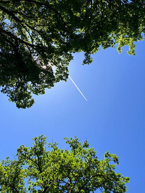 Trees: Birch, Maple, Elm, Oak, Japanese Maple, Dogwood Fruits and Vegetables: Blueberries, Strawberries, Tomatoes, Pumpkins, Peppers Plants: Rhododendron, Peony, Rosemary, Roses, Lilacs, Hosta, Hydrangea, Wisteria, Daylilies, Daffodils Flowers: Sunflowers