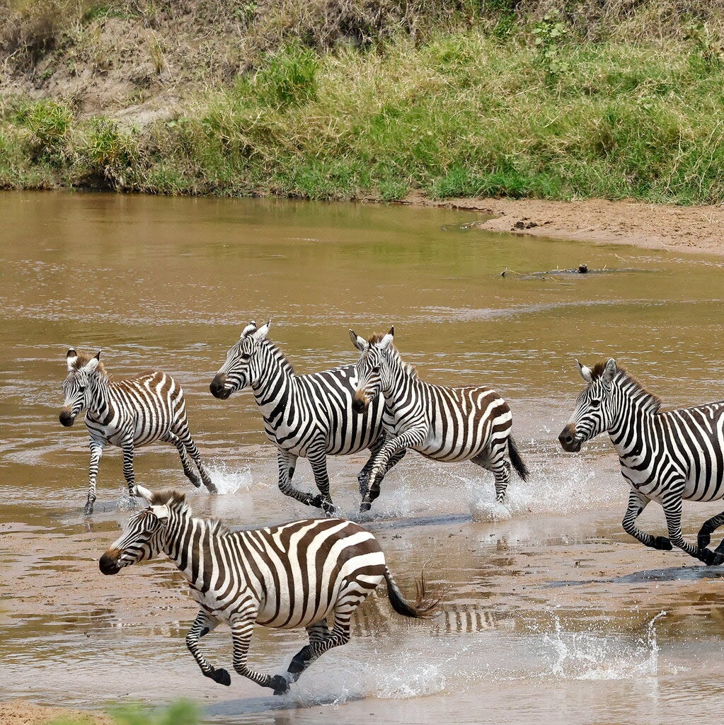 Zebras galloping through shallow water. 