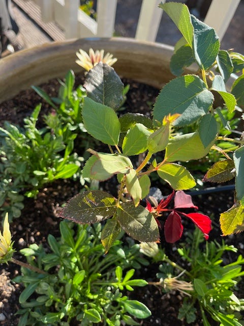 Photo of rose bush with new red growth