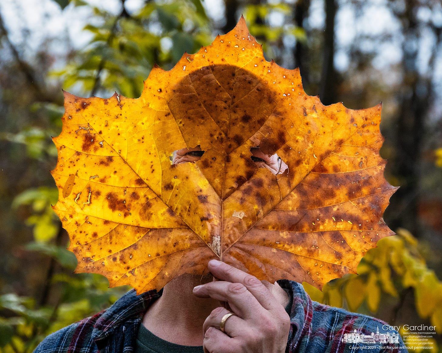 Mark Dilley offered a little humor combining invasives cleanup at Boyer Nature Preserve and a Halloween mask with this large Sycamore tree leaf with eyeholes poke in it. My Final Photo for October 28, 2023. Mark Dilley offered a little humor combining invasives cleanup at Boyer Nature Preserve and a Halloween mask with this large Sycamore tree leaf with eyeholes poke in it. My Final Photo for October 28, 2023.