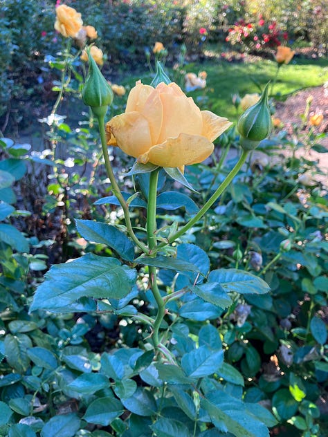 Roses, trees, and Portland International Rose Test Garden