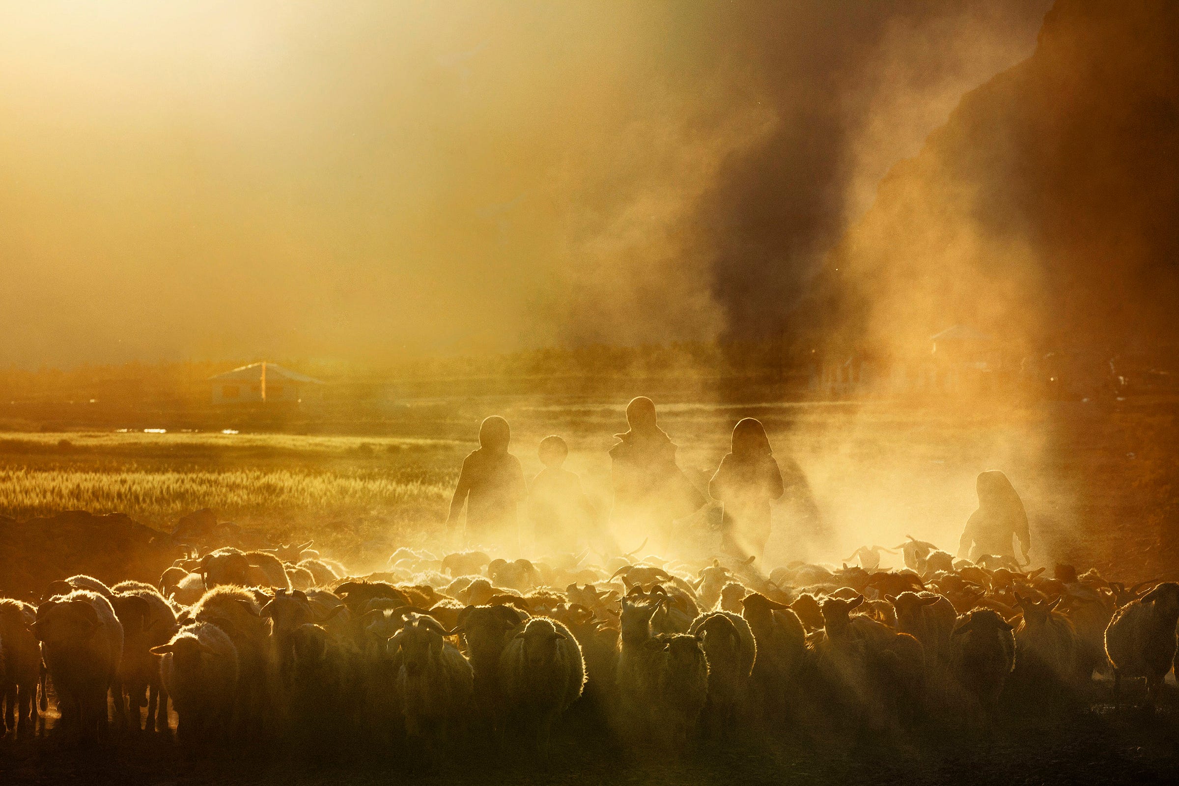 People herding a flock of sheep through a field at sunset, with golden sunlight streaming through dust in the air, creating a warm, hazy atmosphere.