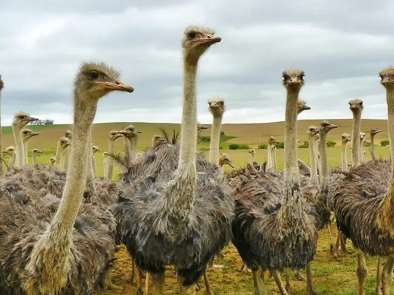 314 Ostriches Shot Dead On Canadian Farm: Owner Alleges Government Conspiracy Linked To COVID-19 Research