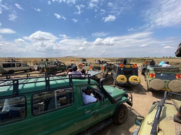 A group of safari vehicles packed closely together as passengers look out windows and open roofs at animals grazing on a yellow plain.