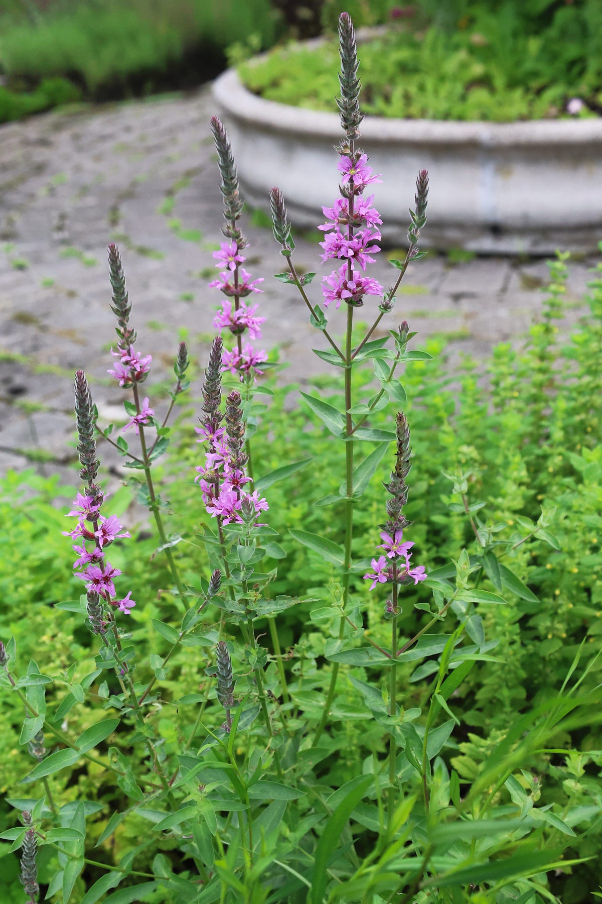 a purple loosestrife plant