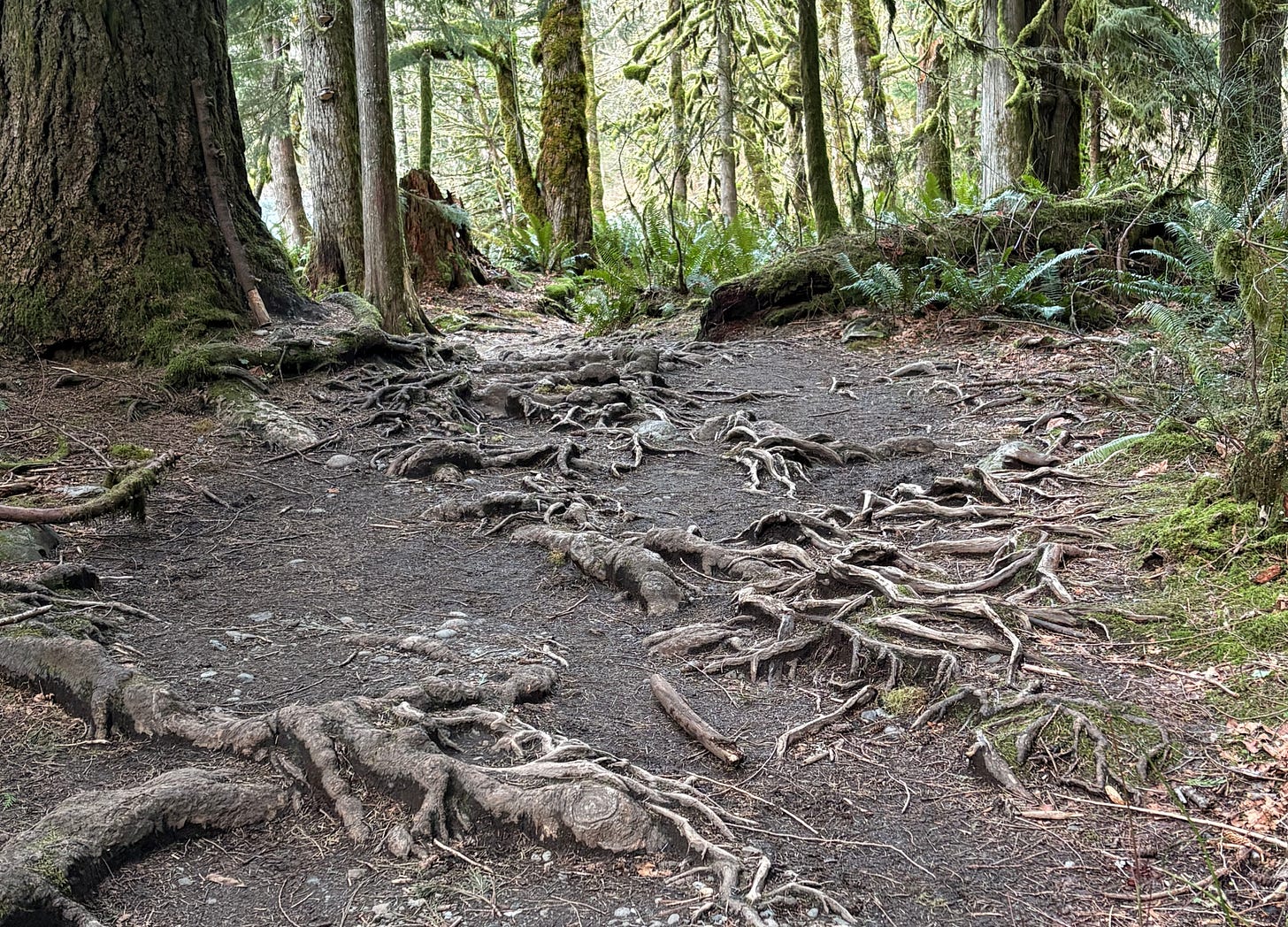 Wide stretch of trail half covered in roots winding along over the dirt.